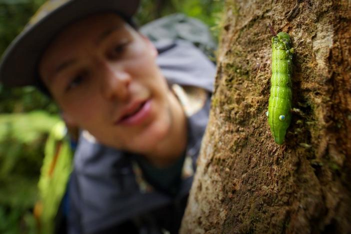 Conservationists invoke the constitutional rights of nature to save biodiverse areas.