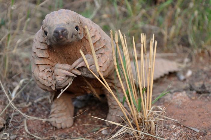Meet the pangolin, the almost unheard-of and yet most-trafficked animal in the world.