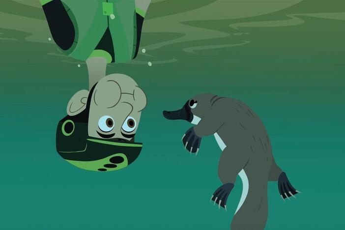 While kayaking, Martin and Chris come across a duck-billed platypus!