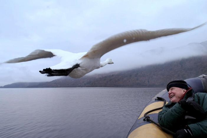 Go behind the scenes of David Attenborough's infamous sequence with flying swans.