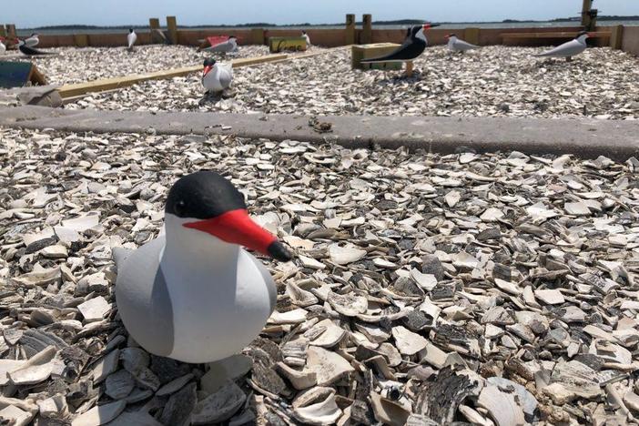 A ‘Hail Mary’ to save some species of birds in Maryland