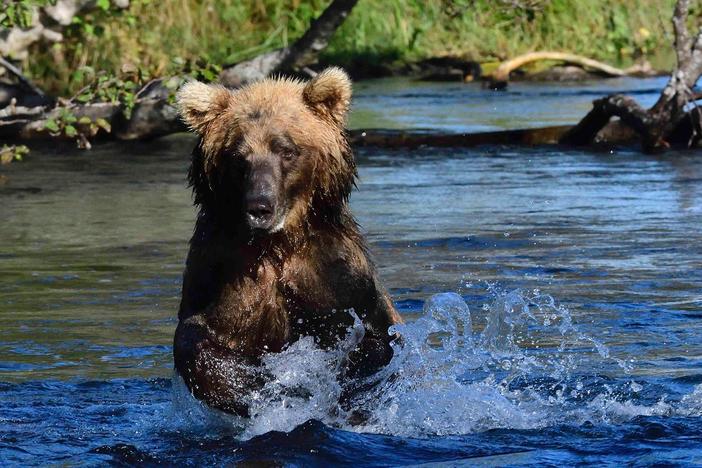 Steve and team launch into the whitewater into prime bear territory.