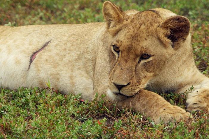 A new lion’s arrival sparks a conflict among Gorongosa’s dominant lions.