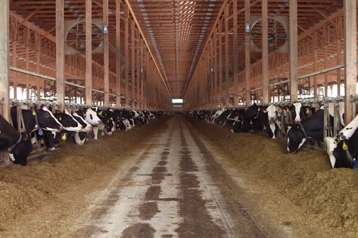 Dairy trade sours NAFTA negotiations with Canada