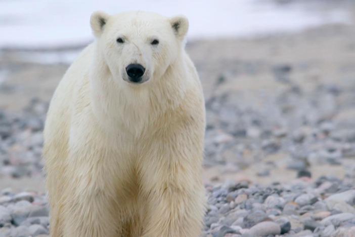 Climate change drives polar bears to more and more encounters with humans.