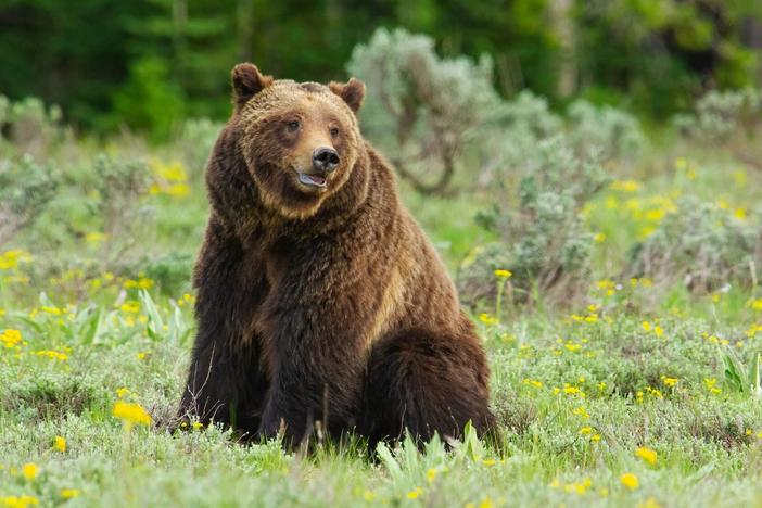 The most famous bear in the Tetons attempts to raise cubs amid conflicts with people.