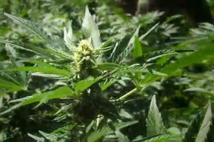 Coming July 26, FRONTLINE reports on marijuana legalization in California.
