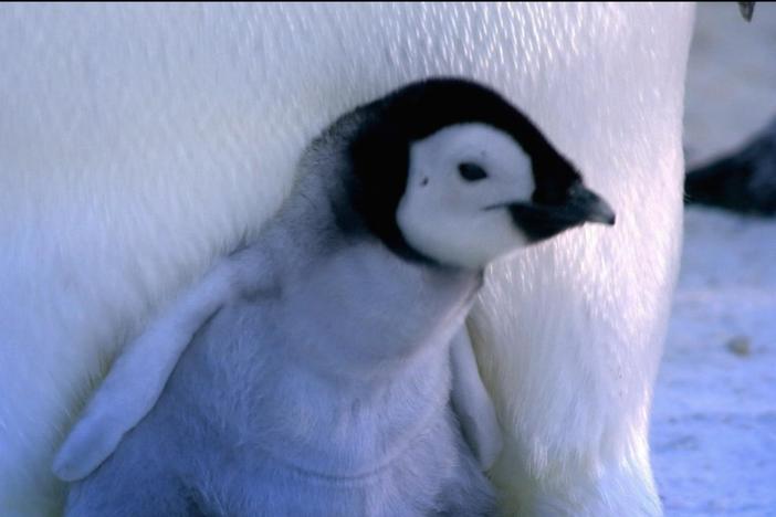 Emperor dads stand watch as penguin hatchlings peck their way free. 