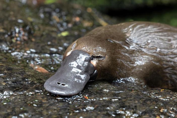 A Tasmanian man befriends a platypus while protecting the species from urban development.