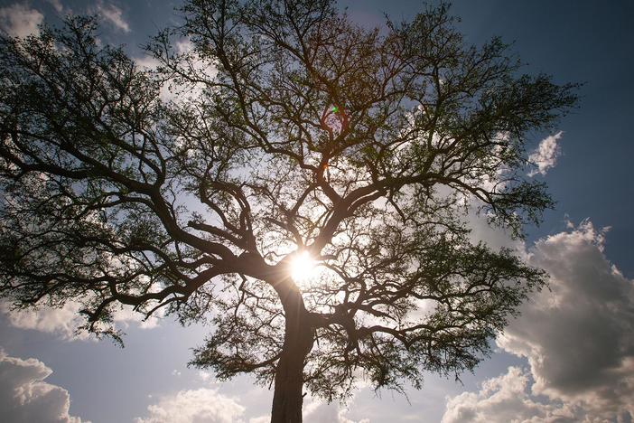 Forgotten and overlooked, grasslands could hold the key to our planet’s survival.