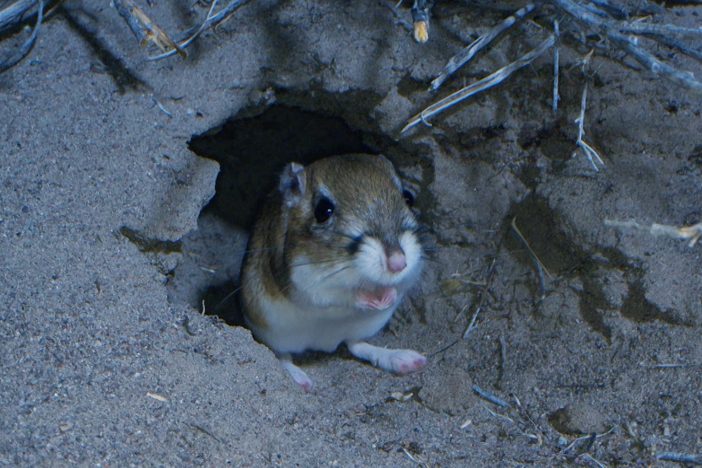 The kangaroo rat hops like a kangaroo and looks like a rat, but it is neither.