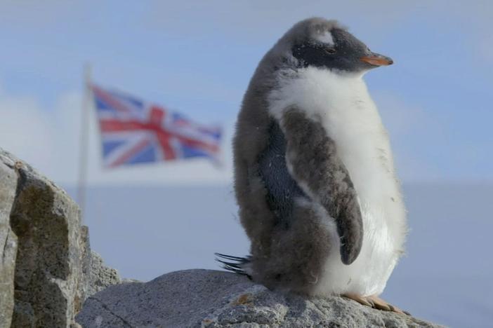 Juvenile penguins, sporting feather mohawks, band together to take on their worst enemy. 