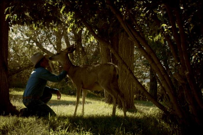 A profound moment of bonding occurs for Hutto when mule deer Rag Tag begins to groom him.