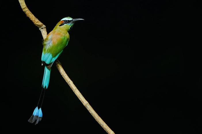 The forests of the Maya are rich in tropical wildlife and hide a secret underworld.
