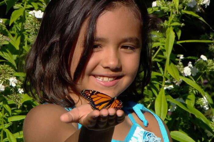Nature Cat is brought to you today by: Butterflies!