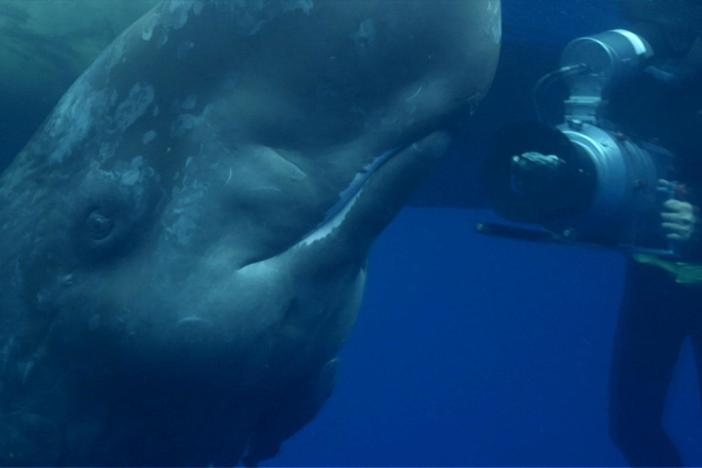An infant sperm whale, separated from its mother, approaches cameraman Doug Allan.