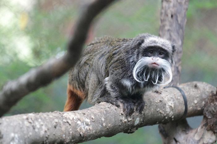Monkey theft, leopard escape at Dallas Zoo raise questions about safety of animals