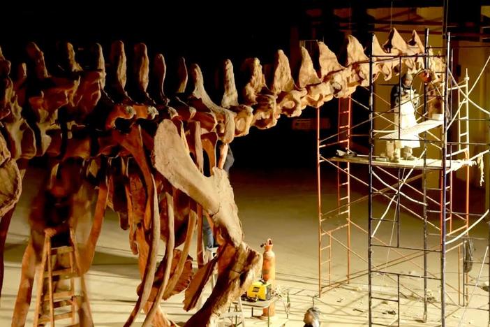 Timelapse: scientists reconstruct a complete titanosaur skeleton. 