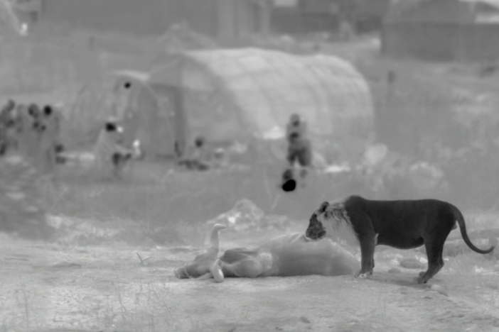A lion reclaims his kill under cover of darkness. 