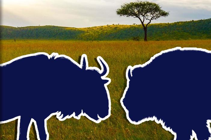 Can an ecosystem survive without its keystone species?