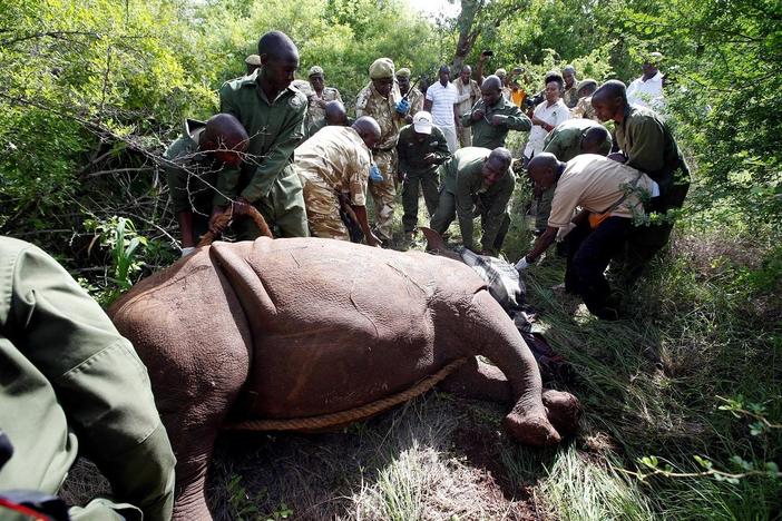 Kenya preserving rhino subspecies after last white male died