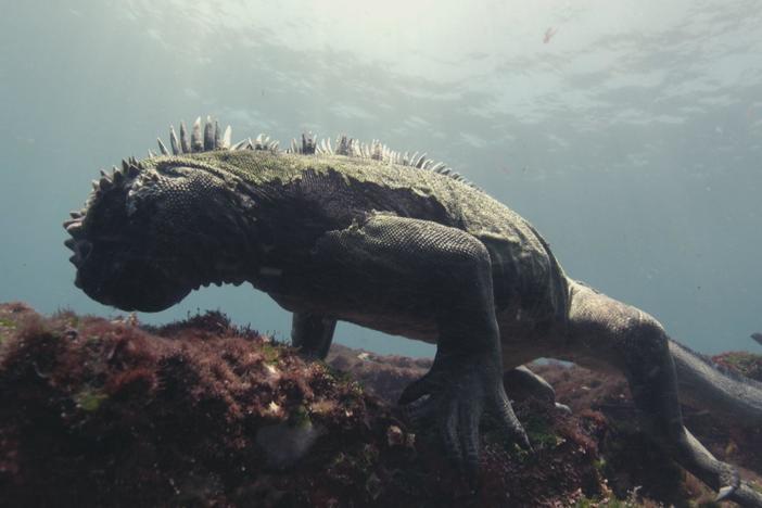 The marine iguana is the only one of its kind with adaptations to thrive in the ocean.