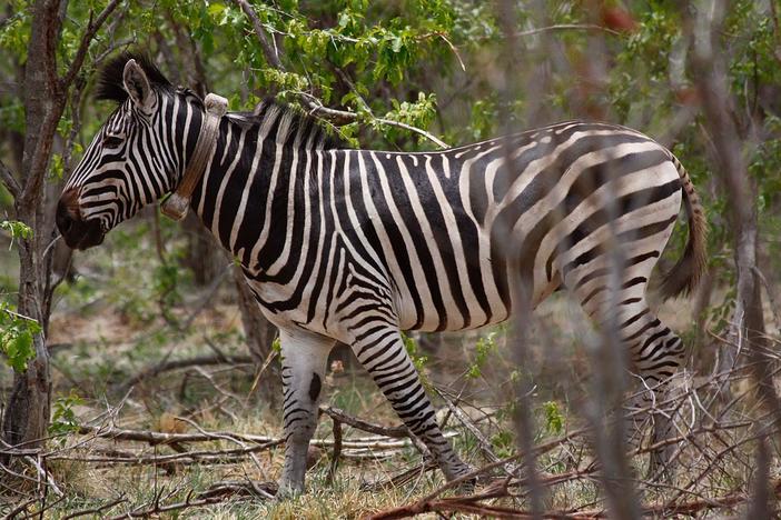 As the zebra gather to leave, the crew gets a chance to meet the individuals.