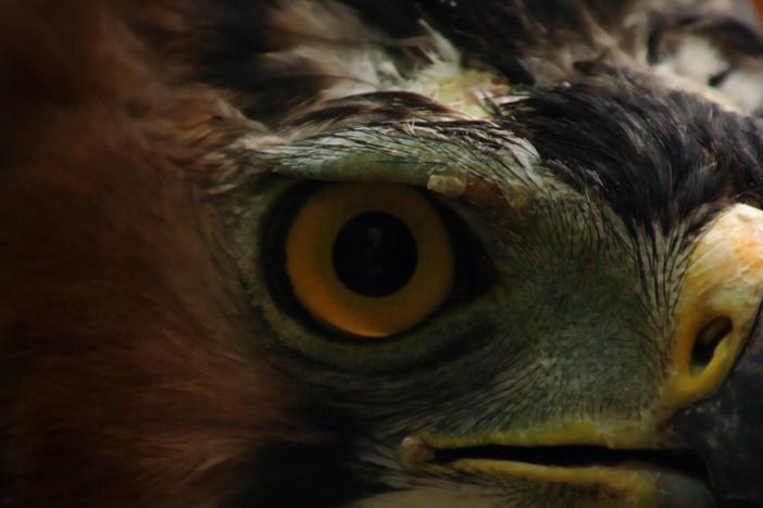 Learn why eagles have the sharpest eyesight of any vertebrate animal.