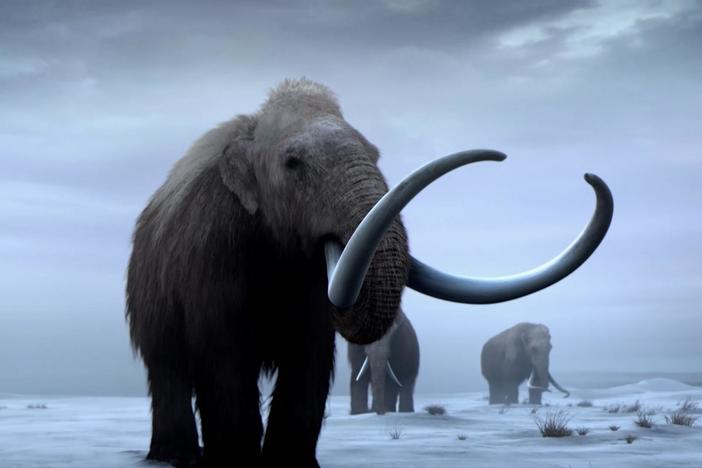 Mixing mammoth and elephant genes could be the key to saving the Arctic.