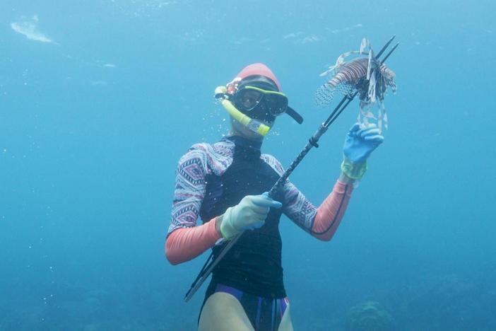 Divers help turn the lionfish’s Atlantic invasion into a commercial opportunity.