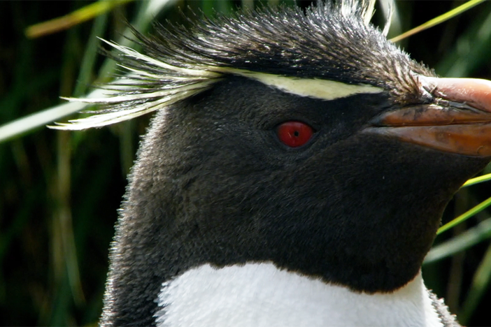 To feed her chick, this rockhopper penguin mom must risk her own life.