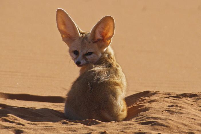 Join a fennec fox as it hunts for food in its extreme climate.