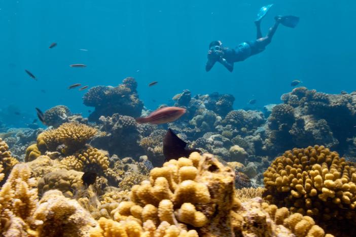 Dr M. Sanjayan investigates the urgent efforts to help coral reefs survive climate change.