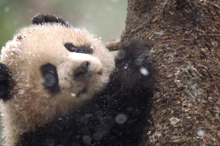 Trek through the steep Qinling Mountains with filmmakers to witness wild pandas’ behavior.