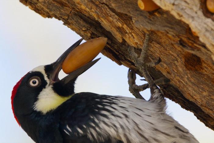 Acorn woodpeckers love to collect acorns and tattoo them into holes they create in trees.