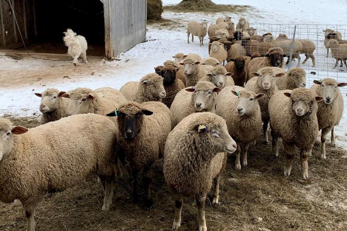 Get a sneak peek at a few of the woolly stars of our upcoming live broadcast.