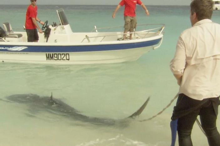 Richard Fitzpatrick using a specialist piece of equipment to tag a tiger shark. 