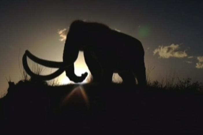 Scientists race to uncover a site in the Rockies packed with fossil mammoths.