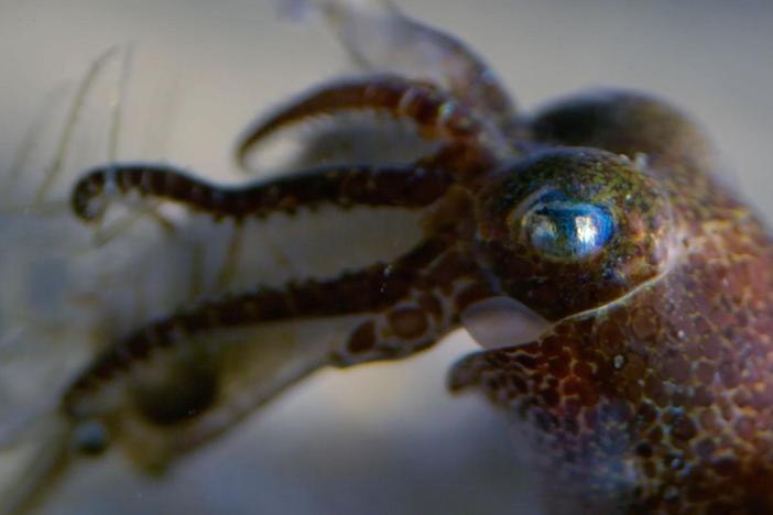 Watch as baby octopuses and squid hatch from their eggs.