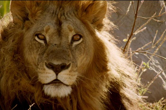 An African lioness that looks and acts male may be the secret to her pride's success. 
