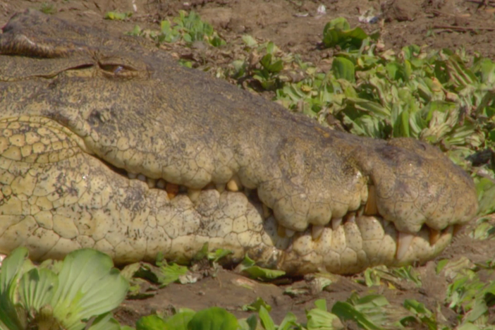 Croc scientist Sven Bourquin uses a massive skull to show how crocs bite.