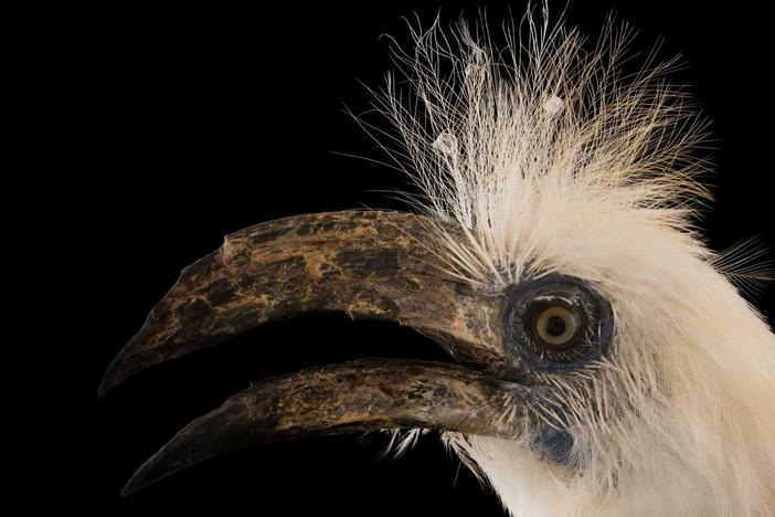 Some animals pose patiently while Joel photographs them. This hornbill, not so much.