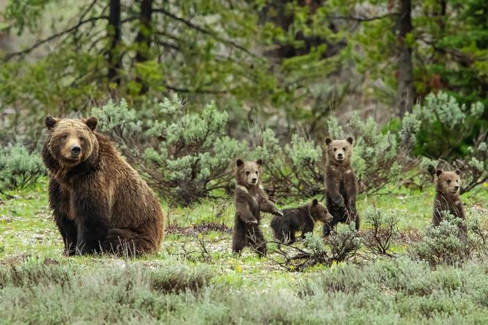 Crowds await the arrival of Grizzly 399, the most famous bear in Grand Teton National Park