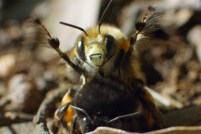 In the "bee highway," male bees search for female bees to mate with.