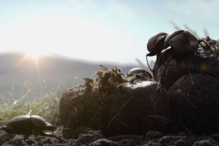 The rotation of our planet affects many creatures, including the humble dung beetle.