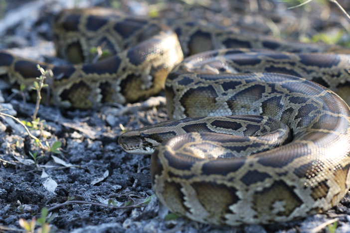 Burmese pythons have taken out about 98% of Florida's mammals but Florida's fighting back.