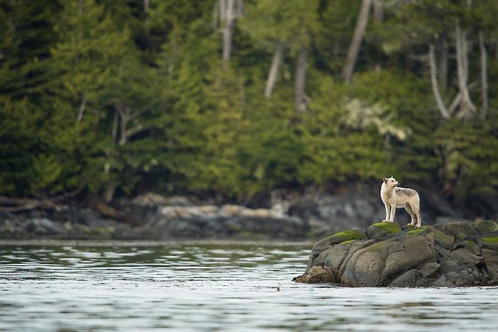Saving the world’s forests lies in recognizing their value while they’re still standing.