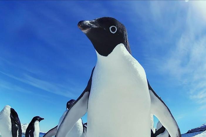 Adélie penguins have a bad habit of annoying their royal relatives. 