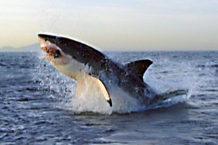 A special band of muscle running along its side helps the great white hunt fur seals.   