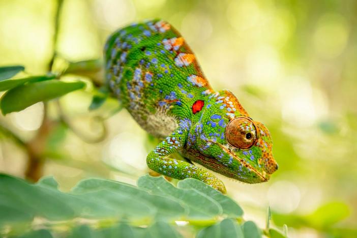 A Madagascan chameleon and a Scottish water vole travel to secure their bloodline.